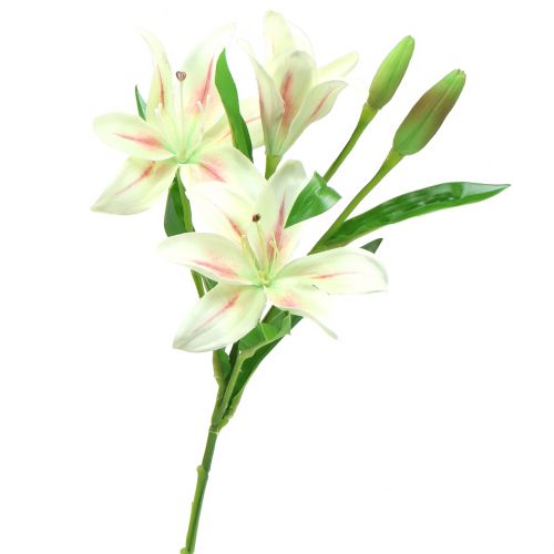 Floristik24 Creme Lírio Tigre 60cm
