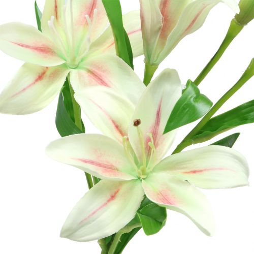 Floristik24 Creme Lírio Tigre 60cm