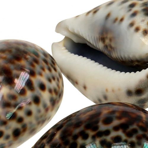 Floristik24 Caracol tigre Cypraea tigris natural 7cm - 8cm 11 unid.