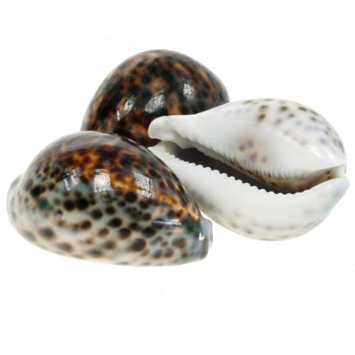 Floristik24 Caracol tigre Cypraea tigris natural 7cm - 8cm 11 unid.