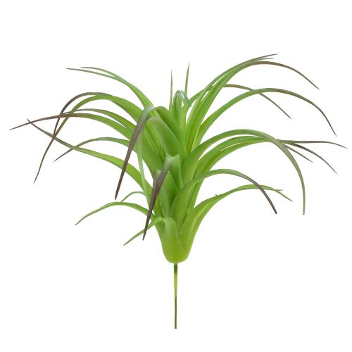Floristik24 Deco Tillandsia verde 16 cm 4 unidades
