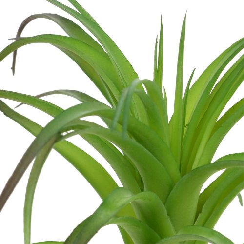 Floristik24 Deco Tillandsia verde 16 cm 4 unidades