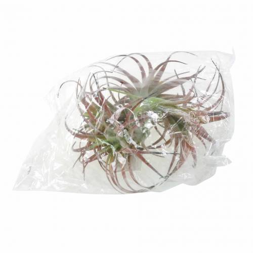Floristik24 Tillandsia verde-vermelho flocado 15 cm 4 unidades