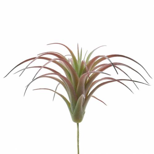 Floristik24 Tillandsia verde-vermelho flocado 15 cm 4 unidades