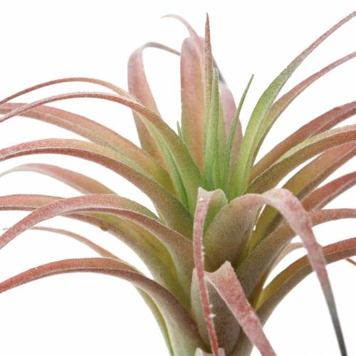 Floristik24 Tillandsia verde-vermelho flocado 15 cm 4 unidades