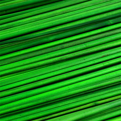 Floristik24 Tonkin verde 70cm 150p.