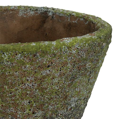 Floristik24 Vaso para plantar Ø12cm Alt.11cm 2pçs