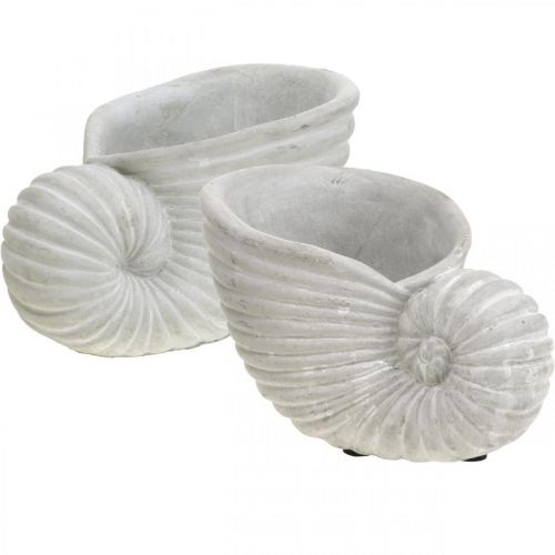 Floristik24 Conchas para plantar, decoração marítima, vaso Nautilus concreto L15cm A9.5cm 2uds