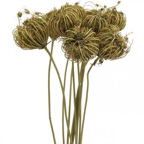 Floristik24 Flores secas deco erva-doce verde 50cm bando de 10pcs