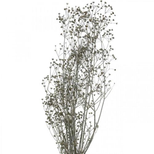 Itens Flor seca Massasa ramos decorativos branqueados 50-55cm cacho de 6 peças