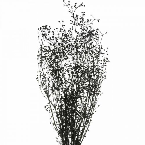 Floristik24.pt Flor seca Massasa decoração natural preta 50-55cm cacho de  10pcs - compre barato online