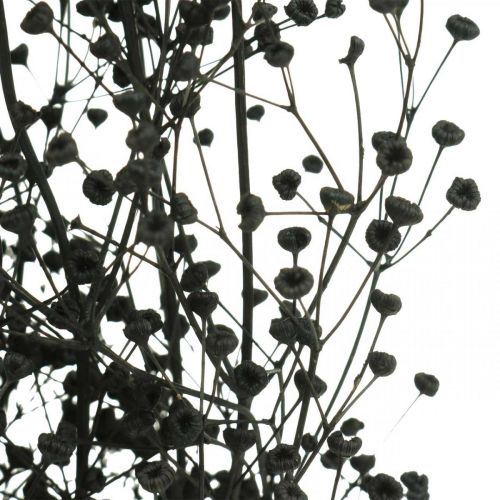 Floristik24 Flor seca Massasa decoração natural preta 50-55cm cacho de 10pcs