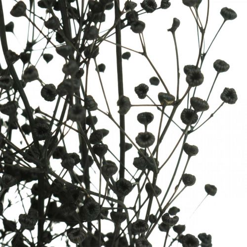 Itens Massasa Flor Seca Decoração Natural Preta 50-55cm Bando de 10 un