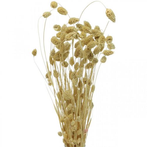 Itens Flor seca Phalaris, cacho de grama decorativa, florística seca, boho nature, branqueada L55cm 100g