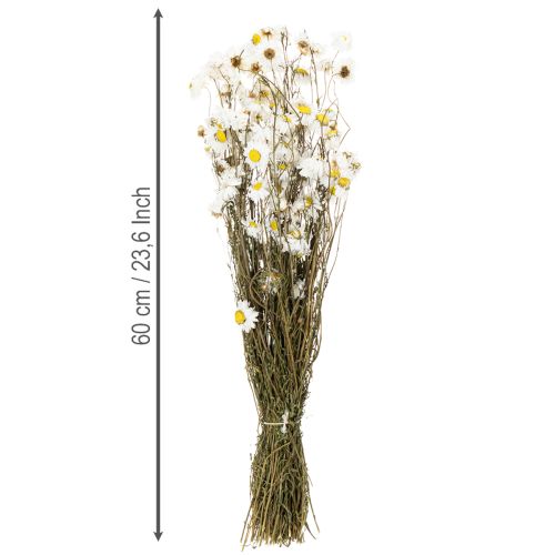 Itens Flores secas de Acroclinium, flores brancas, arranjo floral seco, 60cm, 80g