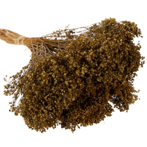 Itens Flores secas de giesta verde-oliva 160g 48cm