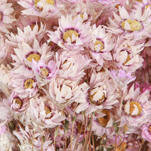 Floristik24 Buquê de Flores Secas Decoração Seca Camomila Rosa 65cm 50g