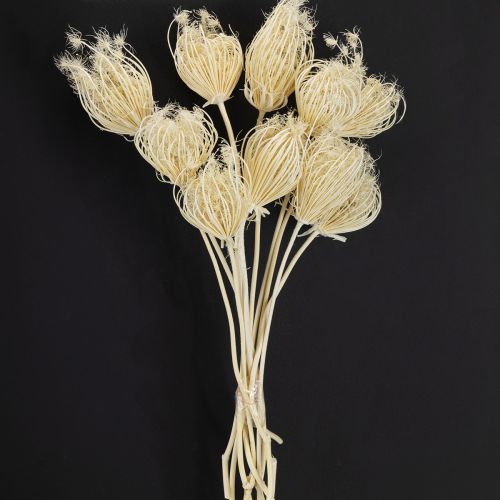 Itens Flores secas creme funcho branqueado 45 cm buquê 10 unidades