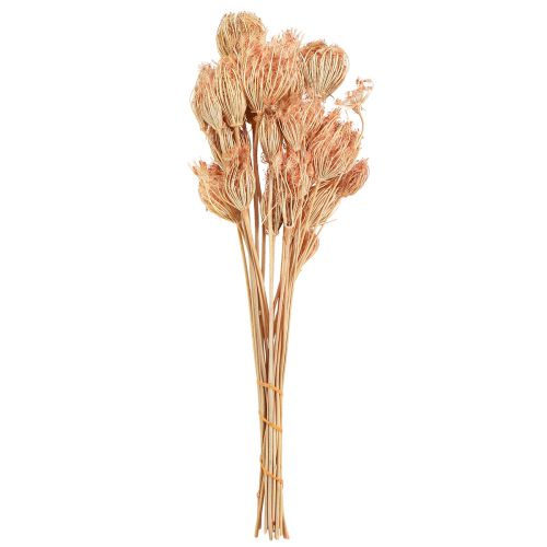 Itens Decoração com flores secas funcho salmão C50cm Ø4-5cm 100g