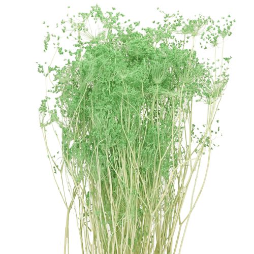 Flores secas Umbellifera Verde 70-80cm 150g