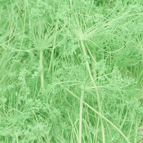Itens Flores secas Umbellifera Verde 70-80cm 150g