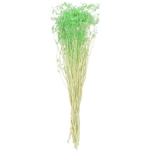Itens Flores secas Umbellifera Verde 70-80cm 150g