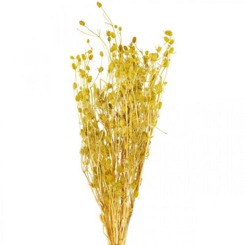 Itens Flores secas cardo amarelo seco cardo morango 100g