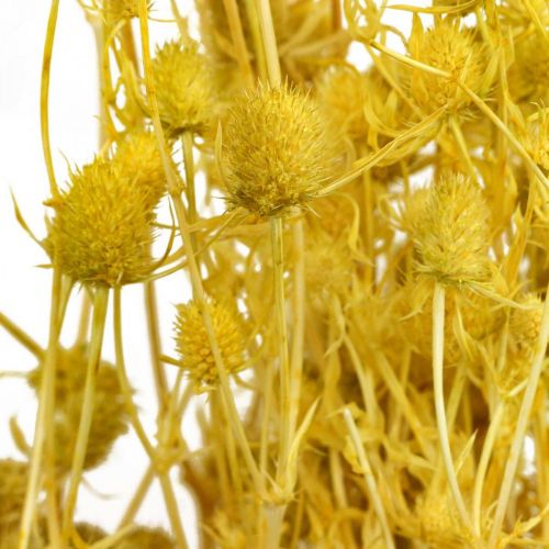 Itens Flores secas cardo amarelo seco cardo morango 100g