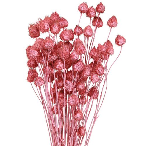 Itens Flores secas cardo seco rosa cardo morango tingido 50cm 100g