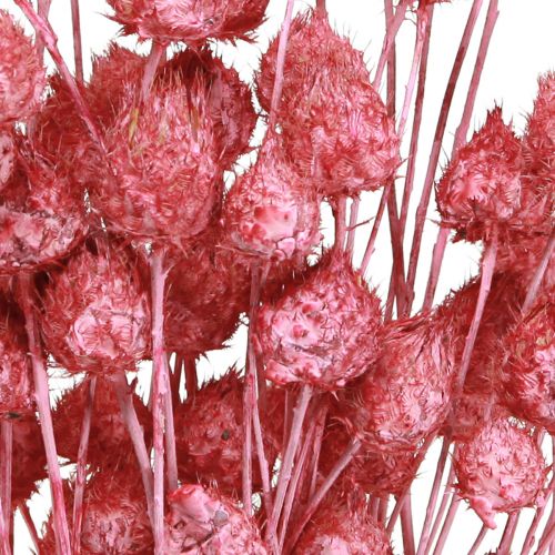 Itens Flores secas cardo seco rosa cardo morango tingido 50cm 100g