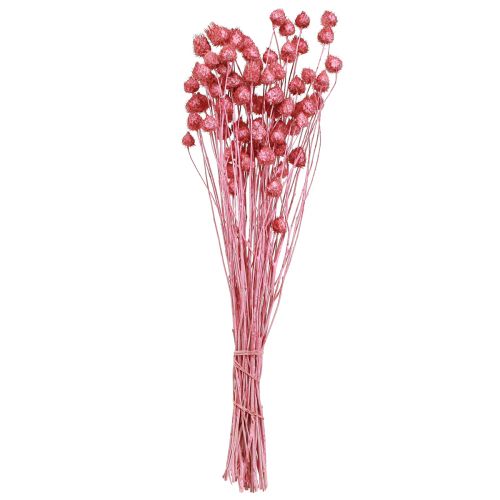 Itens Flores secas cardo seco rosa cardo morango tingido 50cm 100g