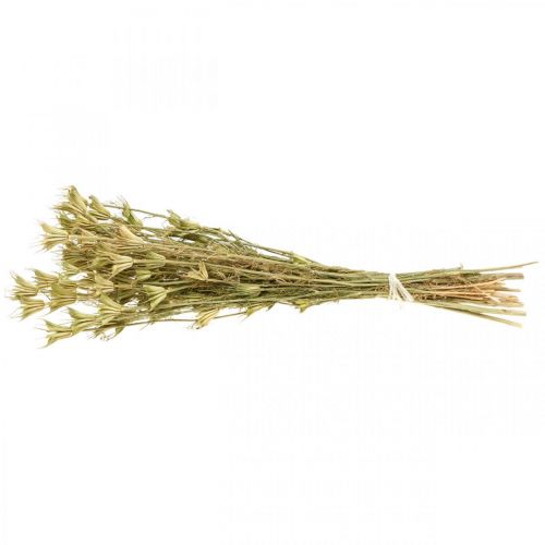 Floristik24 Flores secas cominho preto decoração natureza Nigella 50cm 75g