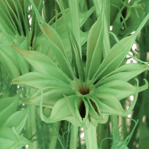 Itens Flores secas cominho preto nigela verde 50cm 100g