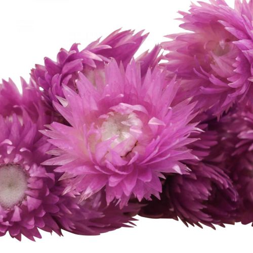 Itens Flores secas Flores de boné Flores de palha roxa Alt.42cm