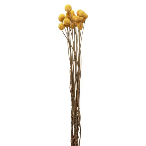 Floristik24 Flores secas Craspedia secas, coxinhas amarelas 50cm 20 unid.