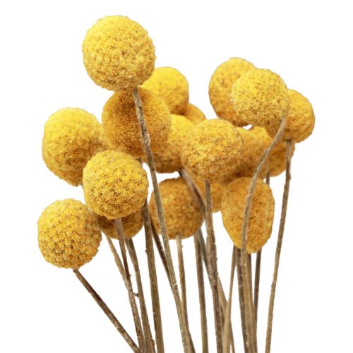 Floristik24 Flores secas Craspedia secas, coxinhas amarelas 50cm 20 unid.