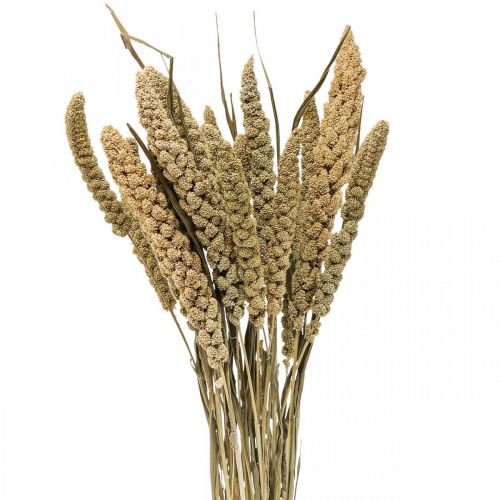 Flores secas painço grão deco florística seca 65cm 100g