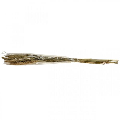 Floristik24 Flores secas painço grão deco florística seca 65cm 100g