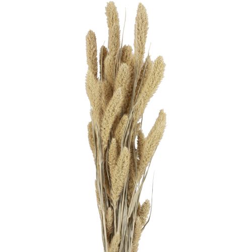 Floristik24 Flores secas de milho natural Setaria cerdas milheto H40-60cm 60g