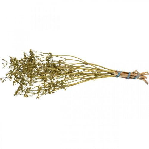 Itens Flores secas reais decoração verde cominho 55 cm ramo de 5 unidades