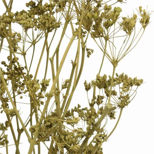 Itens Flores secas reais decoração verde cominho 55 cm ramo de 5 unidades
