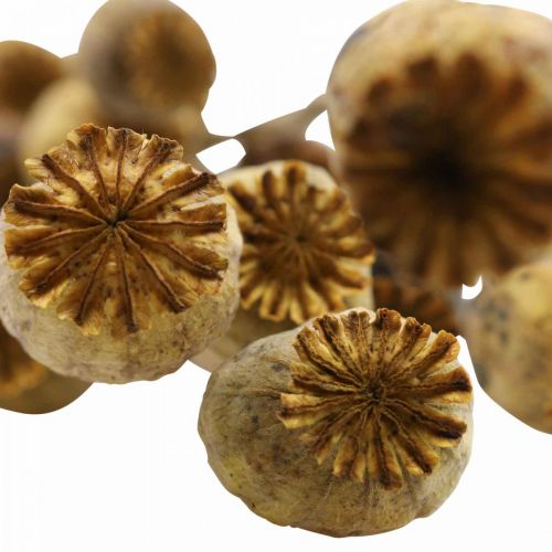 Floristik24 Cápsula de semente de papoula flor seca papaver amarelo papoula 75g