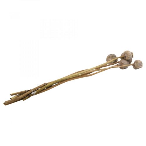 Itens Cápsulas de flores secas de papoula grandes papoulas decorativas naturais 5 peças