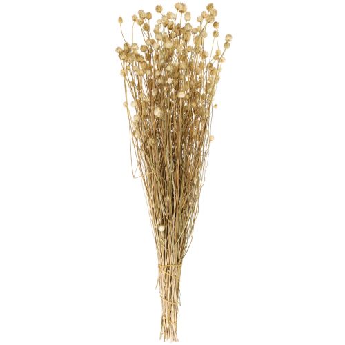Floristik24 Flores secas cardo seco natural cardo morango 60cm 100g