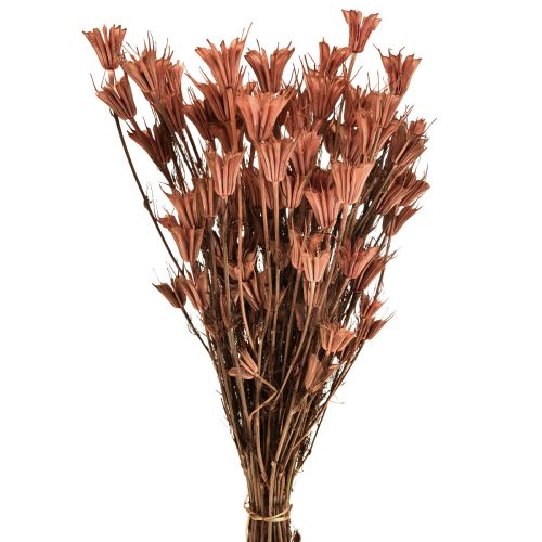 Flores secas decoração cominho preto vermelho marrom Nigella 40cm 100g
