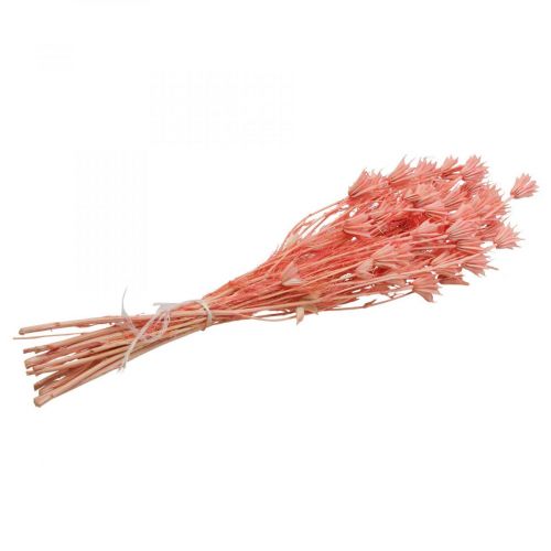 Itens Flores secas cominho preto Nigella rosa velho seco 100g