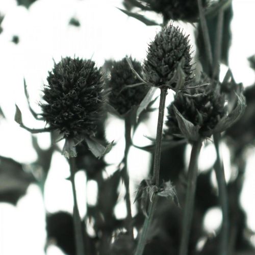 Floristik24 Cardo Seco Morango Preto Cardo Flores Secas 100g
