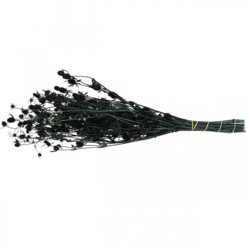 Floristik24 Cardo Seco Morango Preto Cardo Flores Secas 100g