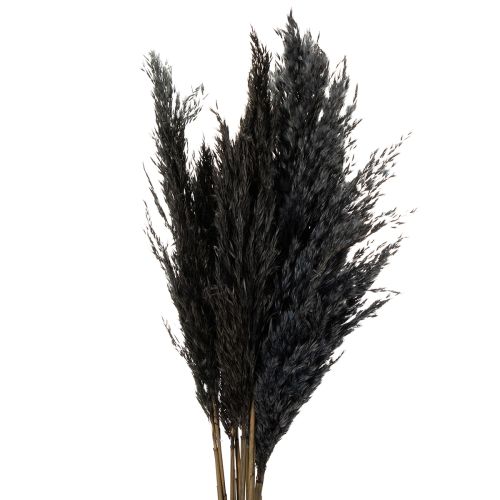 Capim seco, junco, preto, 70 cm, tendência decorativa, 10 peças