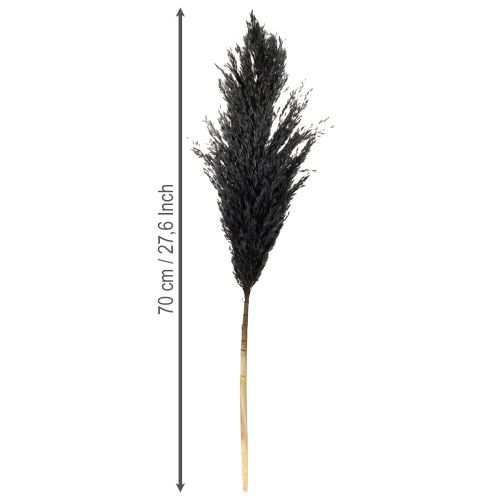 Itens Capim seco, junco, preto, 70 cm, tendência decorativa, 10 peças
